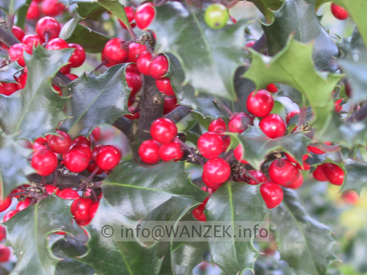 Ilex meserveae Blue Angel 05.JPG